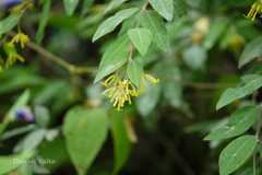 Wikstroemia canescens